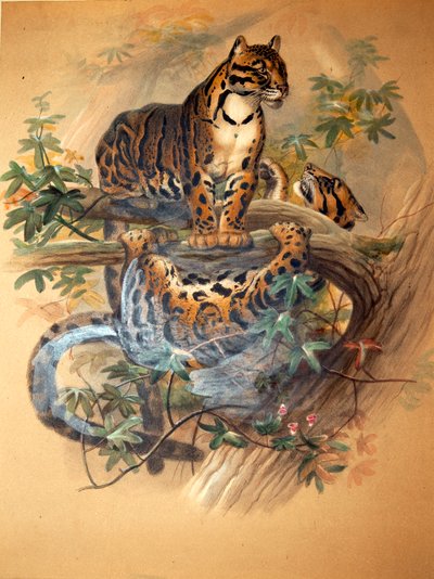 Léopard nébuleux, 1861 - Joseph Wolf